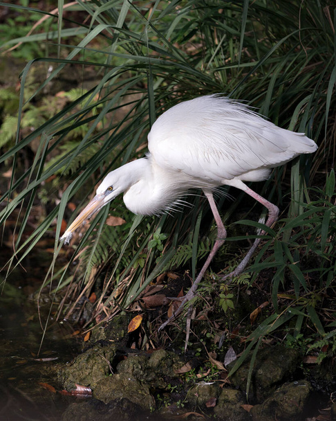 White Heron close-up profile view in the water displaying white feather plumage, body, head, eye, beak, long neck, with a foliage background in its environment and habitat. White Heron Stock Photo. Image. Picture. Portrait. - 写真・画像