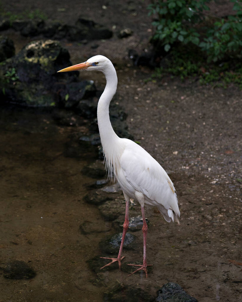 White Heron bird by the water displaying white feathers plumage, head, long neck, beak,  in its environment and habitat with a foliage background. White Heron Stock Photo. Image. Picture. Portrait. - Zdjęcie, obraz