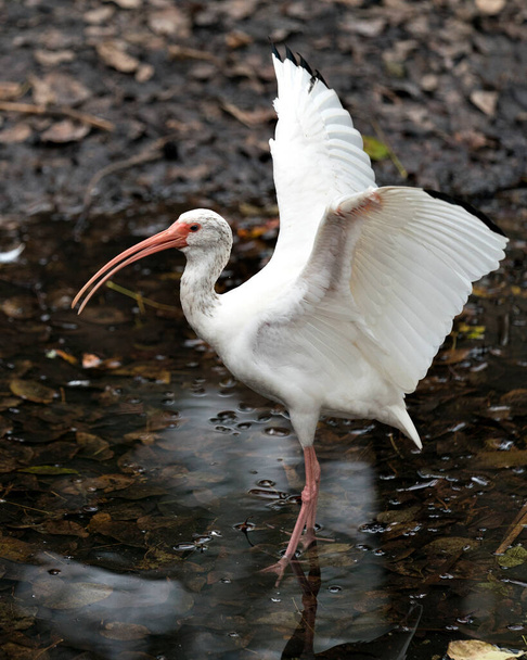 White Ibis close-up profile view by the water with blur background displaying spread wings, white feathers plumage, in its environment and habitat. White Ibis Stock Photo. Image. Picture. Portrait. - Fotografie, Obrázek