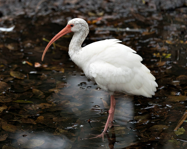 White Ibis bird close-up profile view by the water with blur background displaying whit feathers plumage, body, head, eye, beak, long neck, in its environment and habitat. White Ibis Stock Photo. Image. Picture. Portrait. - Foto, Bild