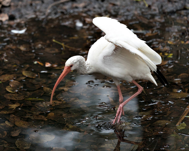 Λευκή Ibis κοντινή προβολή προφίλ από το νερό με θολή φόντο εμφανίζει απλωμένα φτερά, λευκά φτερά φτέρωμα, στο περιβάλλον και το περιβάλλον του. Λευκή Ibis Στοκ Φωτογραφία. Εικόνα. Φωτογραφία. Πορτρέτο. - Φωτογραφία, εικόνα
