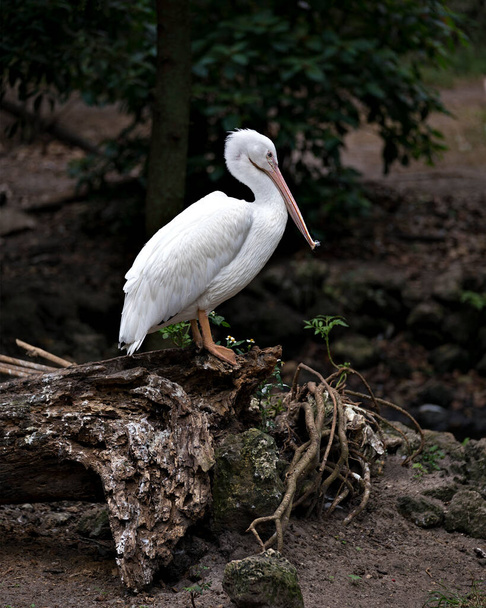 White Pelican close-up profile view standing on log with fluffy white feathers wings enjoying the sun in its environment and habitat. White Pelican Stock Photo. Image. Picture. Portrait - Foto, afbeelding