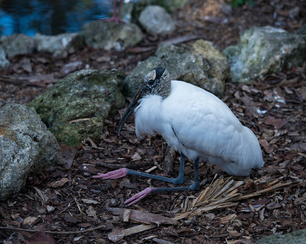 Wood stork close-up profile resting on ground displaying white and black fluffy feathers plumage, in its environment and habitat.  Wood Stork Stock Photos. Image. Picture. Portrait. - Foto, immagini