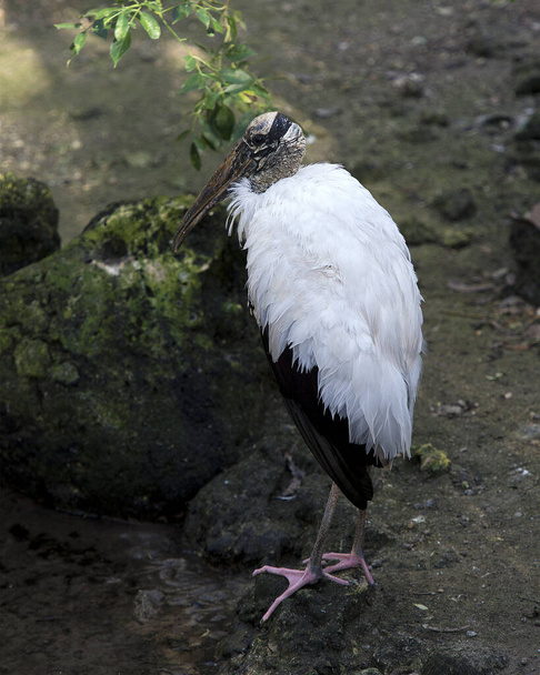Wood stork close-up profile standing on ground with moss rocks and foliage, displaying white and black fluffy feathers plumage, head, eye, beak, long legs, long neck, in its environment and habitat.  Wood Stork Stock Photos. Image. Picture. Portrait. - 写真・画像