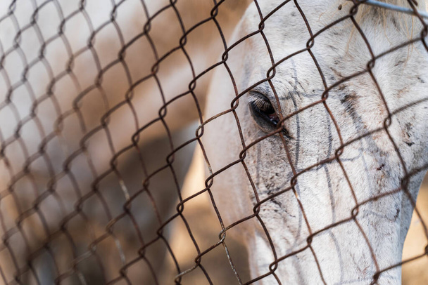 Cheval blanc derrière une clôture - Photo, image