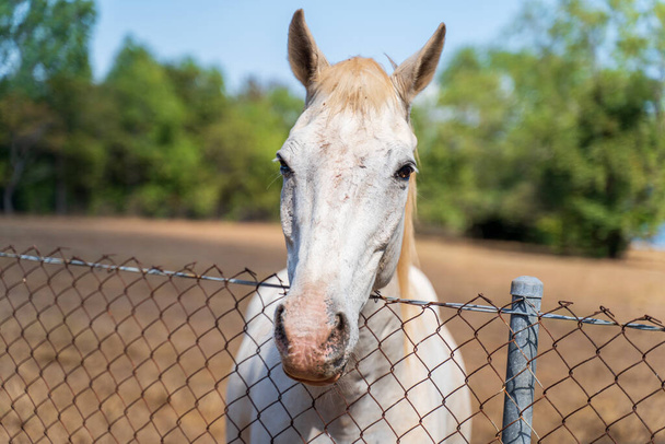 портрет белой лошади - Фото, изображение