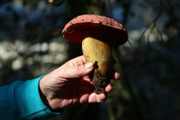 Недільні отруйні гриби в лісі розчищають між гілками й листям взимку на півночі Ізраїлю.  - Фото, зображення