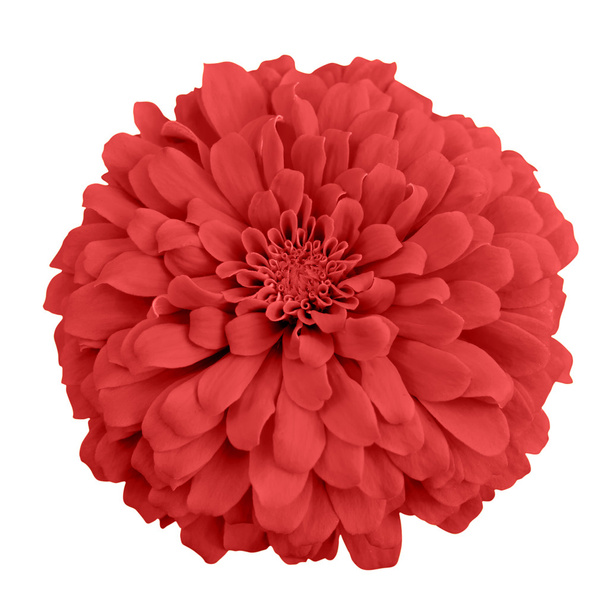 червоний хризантеми
 - Фото, зображення
