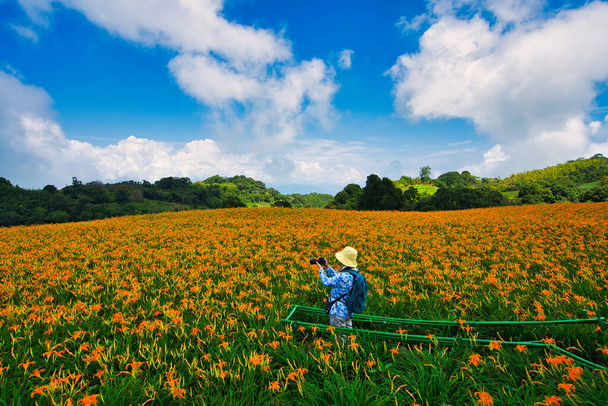 Дикие апельсиновые цветы Дайлили расцветают в горах и на полях Тайваня. Дневная лилия, Оранжевая лилия, День Лили, Лили, Тони Дейли. - Фото, изображение
