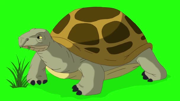 Büyük sarı fil kaplumbağası ot yiyor. El yapımı animasyon görüntüleri yeşil ekranda izole edildi - Video, Çekim