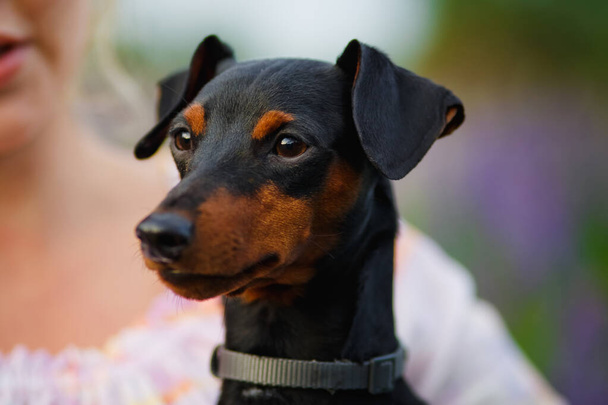 Close-up portrait of a dog. A girl in a clearing with purple lupine flowers in the field, holding a small dog miniature pinscher. - Photo, Image