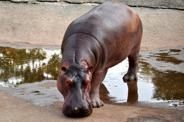 hippopotamus - Photo, Image