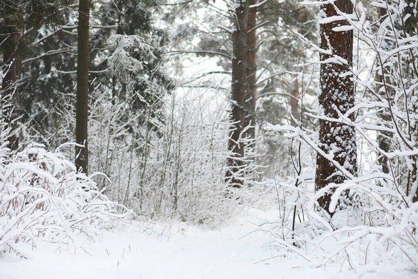 Winterlandschaft. Wald unter dem Schnee. Winterpark. - Foto, Bild