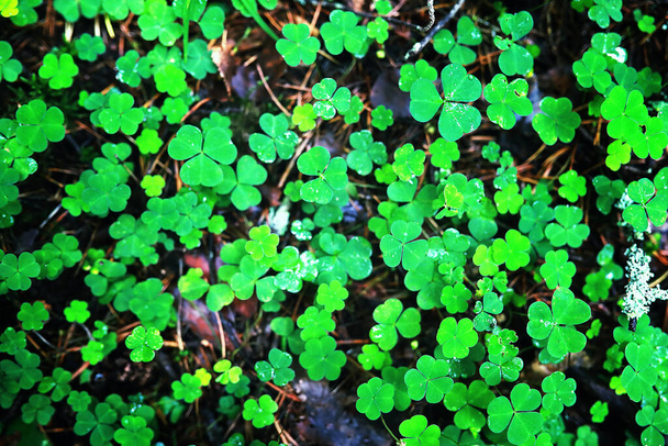 Φόντο από το φυτό τριφύλλι τέσσερα φύλλα. Ιρλανδικό παραδοσιακό σύμβολο. Ημέρα του Αγίου Πατρικίου. - Φωτογραφία, εικόνα