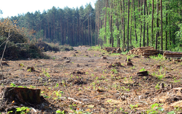 Ontbossing, helder bebost gebied van dennenbos met veel boomstronken en ut-down bomen wat de bodemerosie beïnvloedt. - Foto, afbeelding