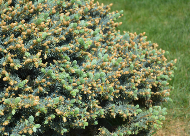 春に、矮性ブルースプルース、チピーパンゲンスナナ、チピーパンゲンスグロボサの葉のクローズアップ.  - 写真・画像