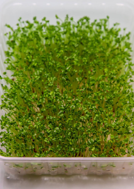 緑色のエンドウ豆の芽は白い背景に隔離されています。選択的フォーカス。自然. - 写真・画像