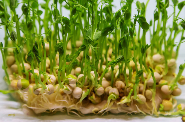 Microgreen pea sprouts isolate on a white background. Selective focus. nature. - Photo, Image