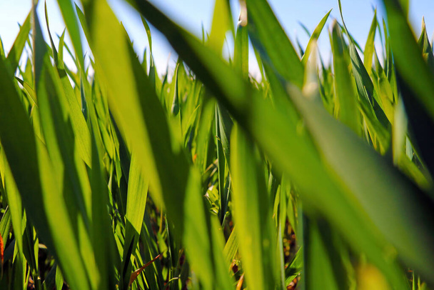 Close up of green wheat or barley in the countryside. Clear sunny spring day - Photo, Image