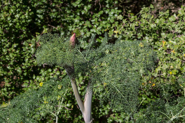 Planta grande e útil (Ferula communis) cresce no close-up da floresta em um dia ensolarado de primavera - Foto, Imagem