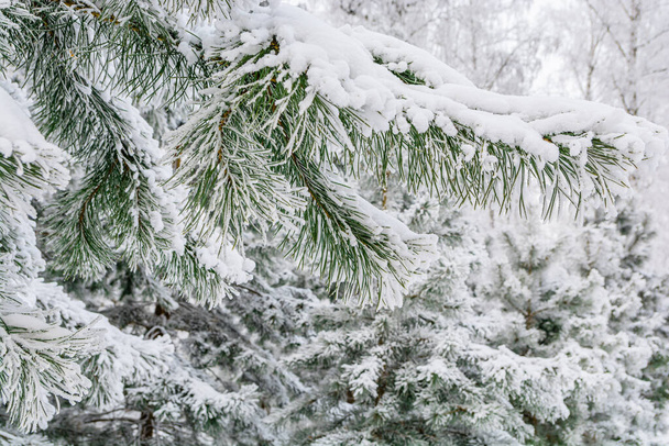 A spruce branch covered with snow and frost in a winter frosty forest. - Foto, immagini