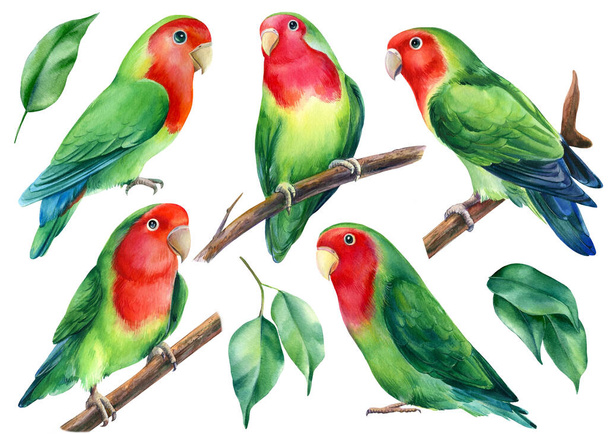 Joukko papukaijoja. Lovebbirds akvarelli, trooppisia lintuja kuvitus valkoisella taustalla - Valokuva, kuva