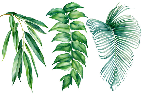 熱帯水彩のヤシの葉の白い背景、ジャングルのデザインのセット - 写真・画像