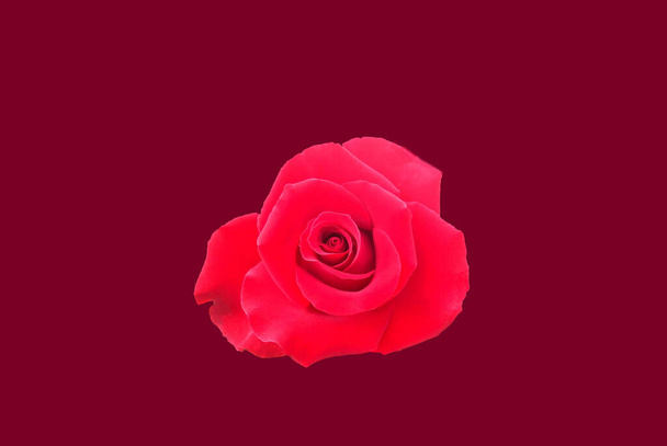 Rote Rose isoliert auf rotem Hintergrund Dekoration Valentine-Konzept, Blume der Liebe - Foto, Bild