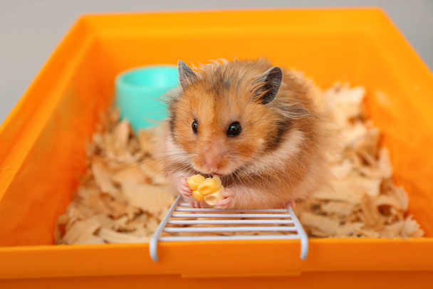 Komik hamster arka planda mısır yiyor. - Fotoğraf, Görsel