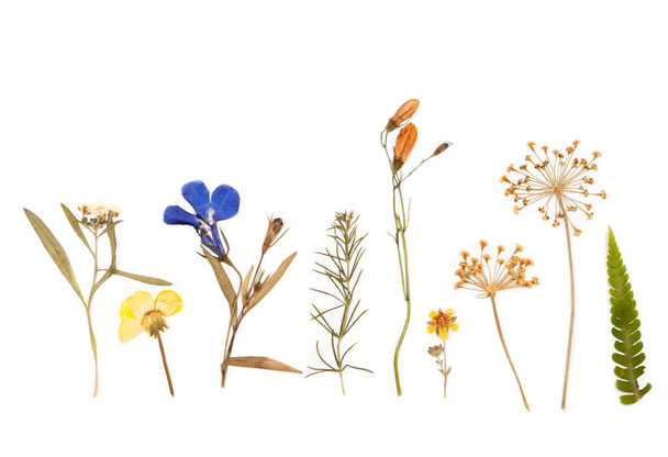 kuivatut kukat koostumus. Herbariumia. eristetty valkoisella pohjalla - Valokuva, kuva
