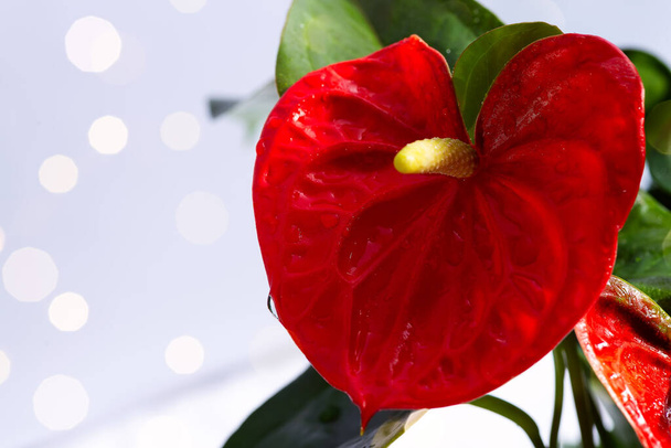 Red calla with bokeh background - Photo, Image
