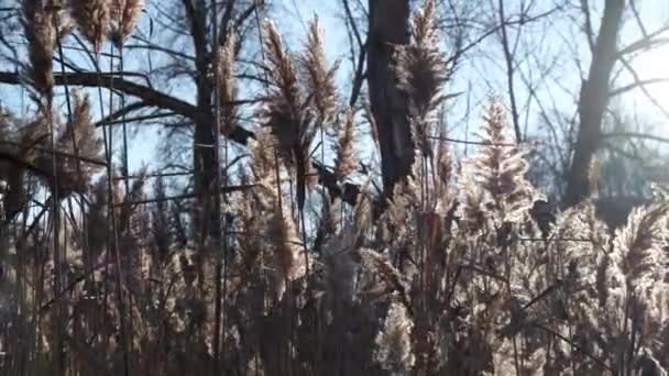 Pampas grass. Reeds Grass swings in the wind. Autumn dried reeds - Video, Çekim