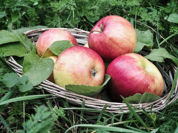 Frisch geerntete Äpfel im Korb auf grünem Gras.  - Foto, Bild
