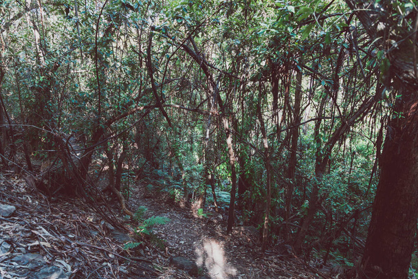 wild Tasmanian bush landscape during a hike to Fossil Cove near the popular Blackmans Bay suburb - Foto, imagen