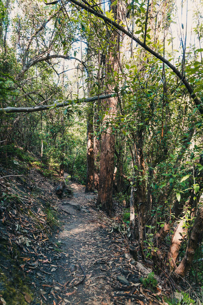 wild Tasmanian bush landscape during a hike to Fossil Cove near the popular Blackmans Bay suburb - Фото, изображение
