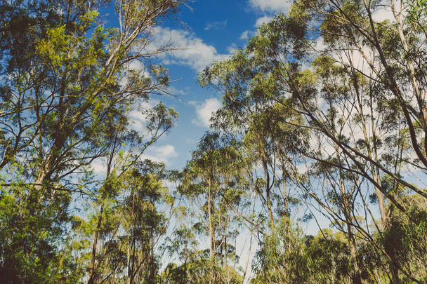 wild Tasmanian bush landscape during a hike to Fossil Cove near the popular Blackmans Bay suburb - Φωτογραφία, εικόνα