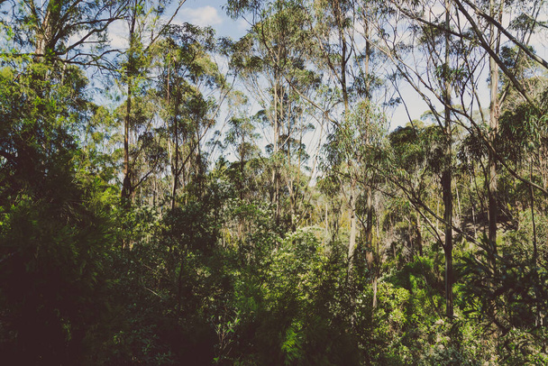 dziki krajobraz krzewu tasmańskiego podczas wędrówki do Fossil Cove w pobliżu popularnych przedmieść Blackmans Bay - Zdjęcie, obraz