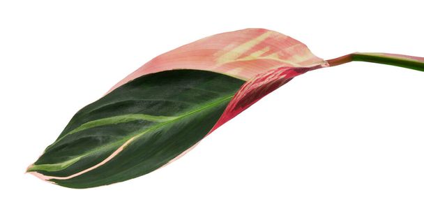 Stromanthe triosterblad, Tropisch blad geïsoleerd op witte achtergrond, met knippad                               - Foto, afbeelding