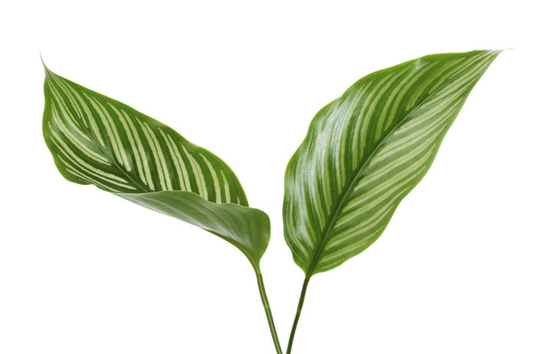  Calathea Vittata leaves, green leaf with white stripes, Tropical foliage isolated on white background, with clipping path                               - Photo, image