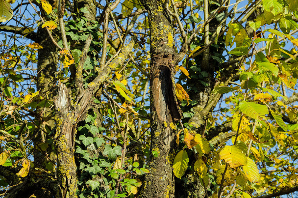 Vue rapprochée des troncs altérés et des feuilles jaunies d'une haie de campagne au soleil d'automne. - Photo, image