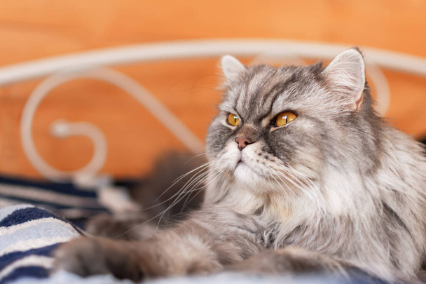 Пушистый шотландский кот с оранжевыми глазами лежит на кровати и смотрит в сторону. Сонный, серьезный взгляд. Портрет питомца. Морда пушистого котенка. Время обеда вздремнуть. Красивая домашняя чистокровная кошка. - Фото, изображение