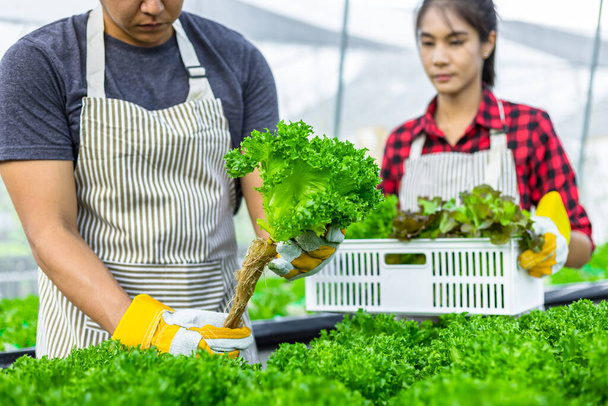 farmer ware agricultural gloves keep vegetable at hydroponic farm and observing growth vegetable meticulously before delivered to the customer - Foto, Imagen