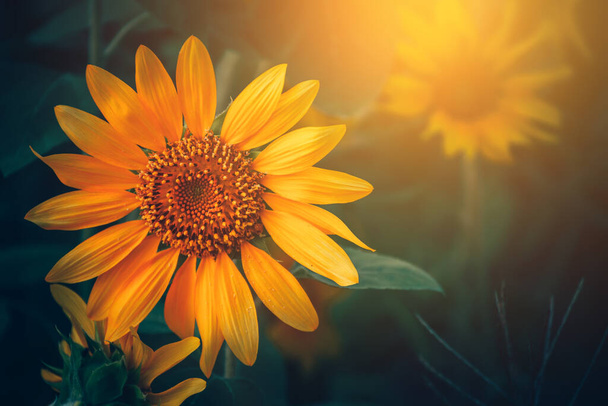 field of blooming sunflowers and light of sun in the morning. - Valokuva, kuva