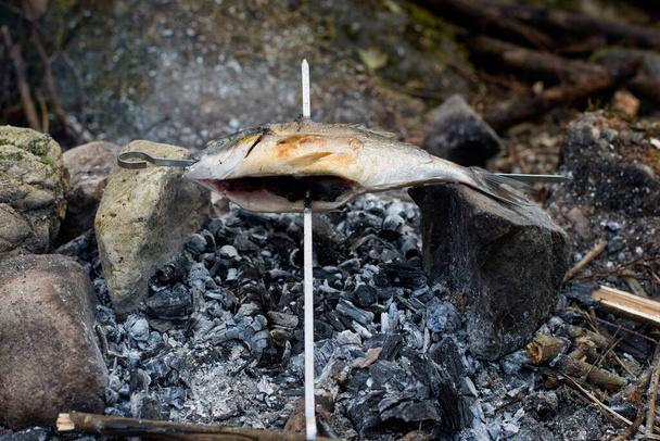 Cooking fish in the open air. Camping. Sea bream. - Photo, Image