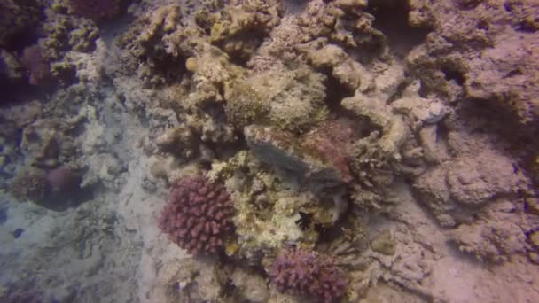 Reef Stonefish (Synanceia verrucosa) Punaisellamerellä, Egyptissä - Materiaali, video