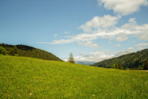 A green meadow, forest and blue sky - Zdjęcie, obraz