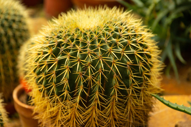 Cactus ball echinocactus grusonii in the garden. Succulent golden barrel cactus close up - Photo, Image