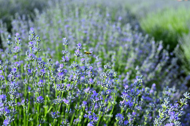 Gros plan sur les fleurs de lavande violette dans le champ de lavande en été à la campagne en Transylvanie. - Photo, image