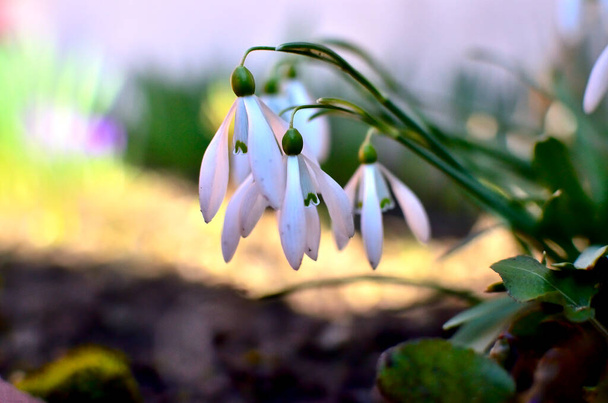 White Snowdrops jako pierwszy znak wiosny w ogrodzie w Transylwanii. - Zdjęcie, obraz