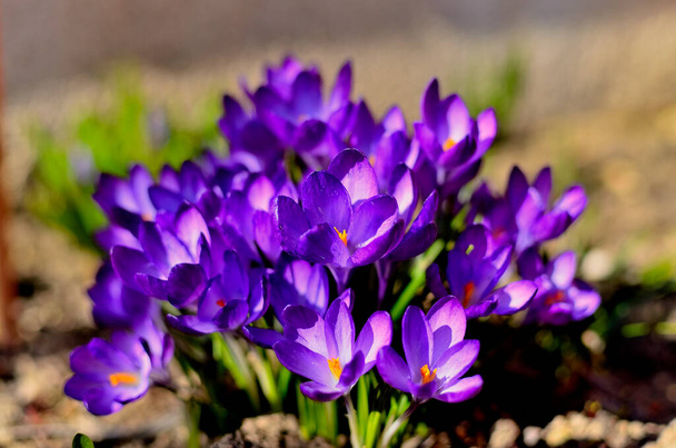 Paarse bloemen als eerste teken van de lente op een zonnige dag in Transsylvanië. - Foto, afbeelding
